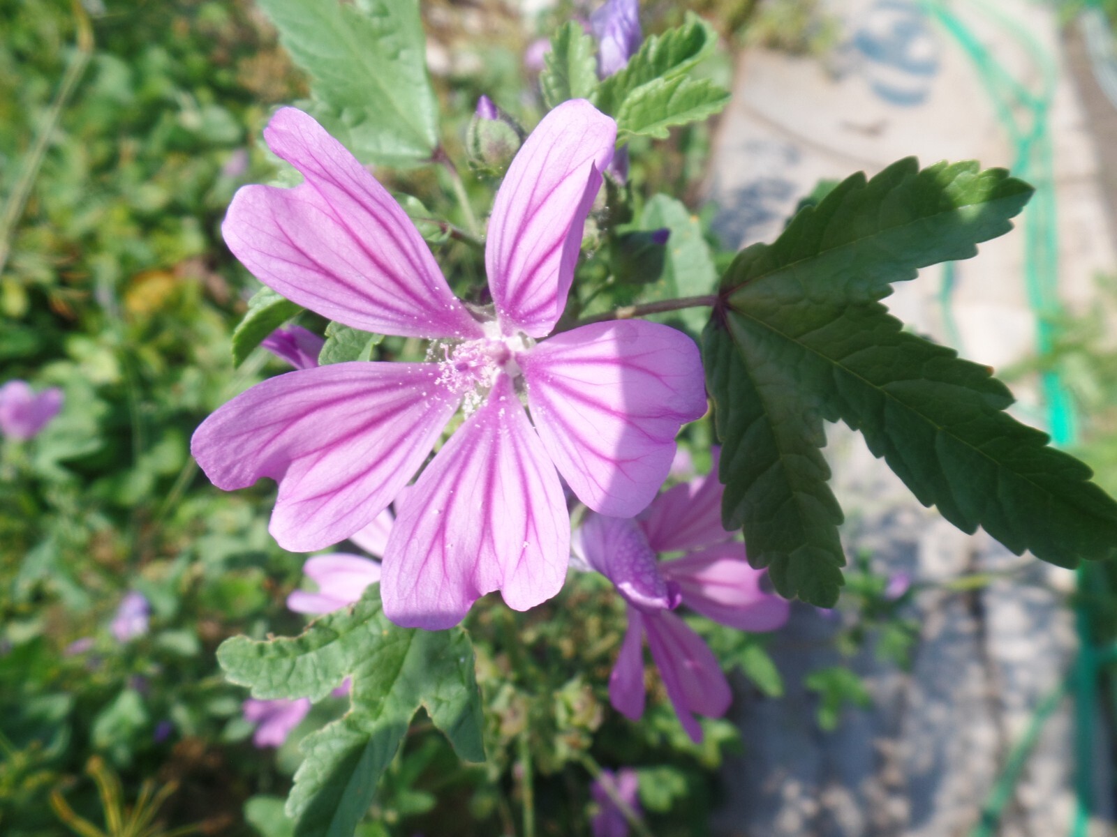 Althea Zebrina Seeds 25+