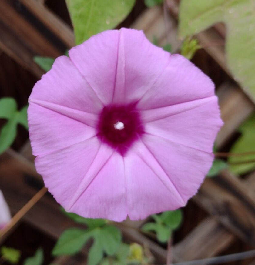 100+ Morning Glory Seeds Mystery Mix | Purple/Blue/Orange/Red/Pink/White/Striped