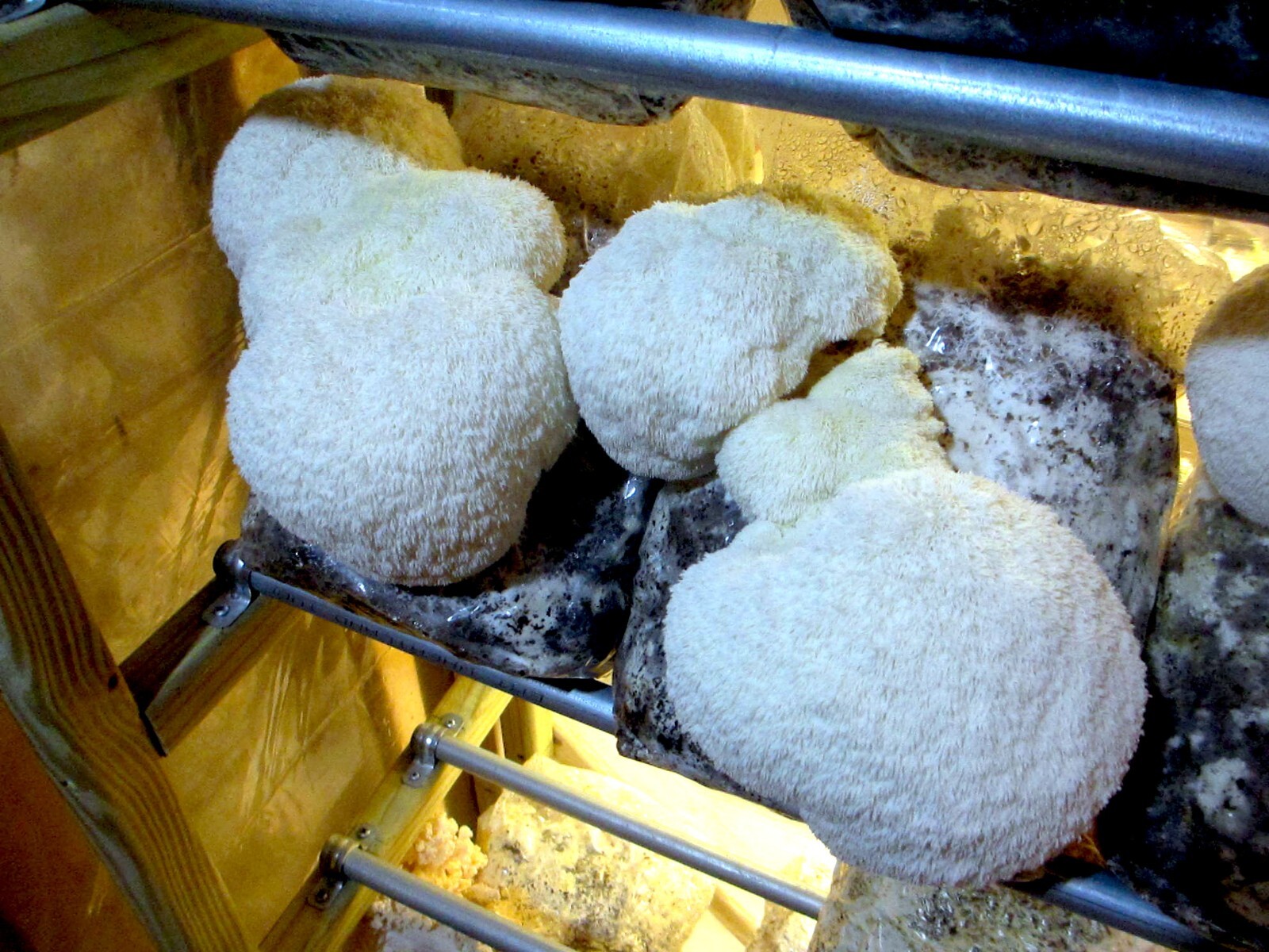 TWO Blocks Your Choice Mushroom Kit Multi-Pack!