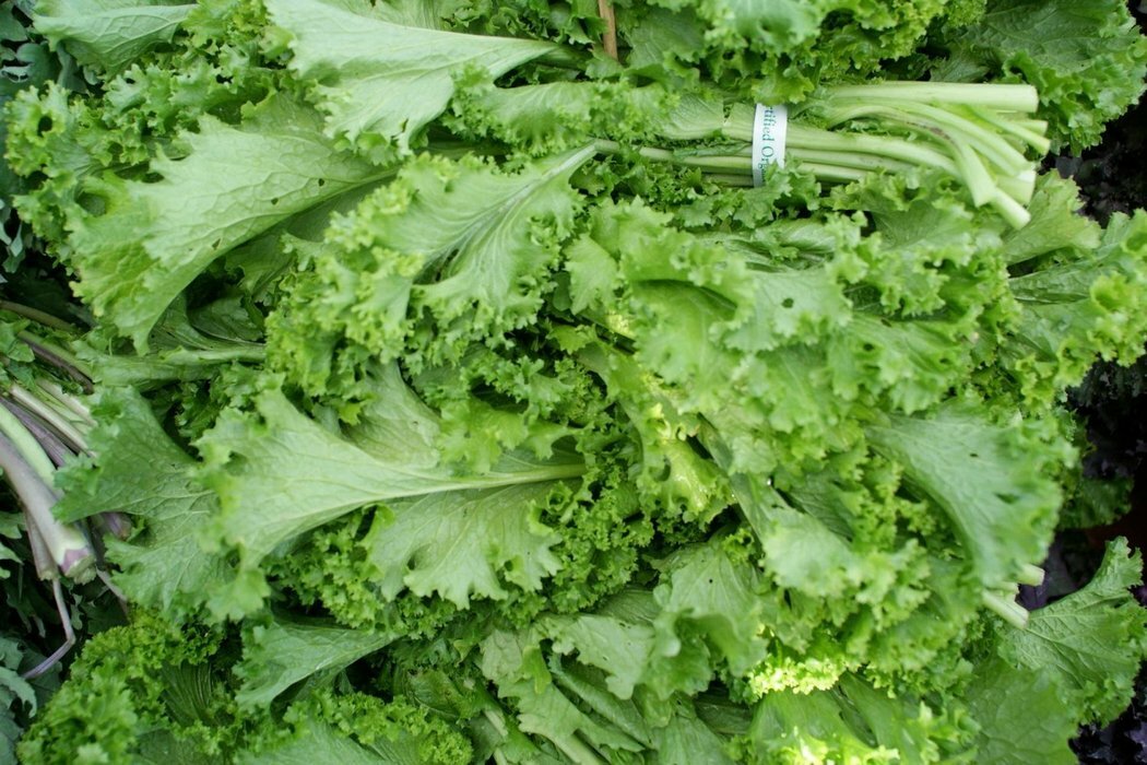 Tendergreen Mustard Seeds 500+ Komatsuna Vegetable Spinach Greens FREE SHIPPING