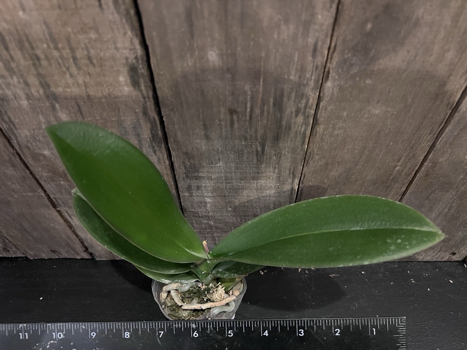Phal. Red Hedgehog, Mericlone, Blooming Size, FREE Shipping