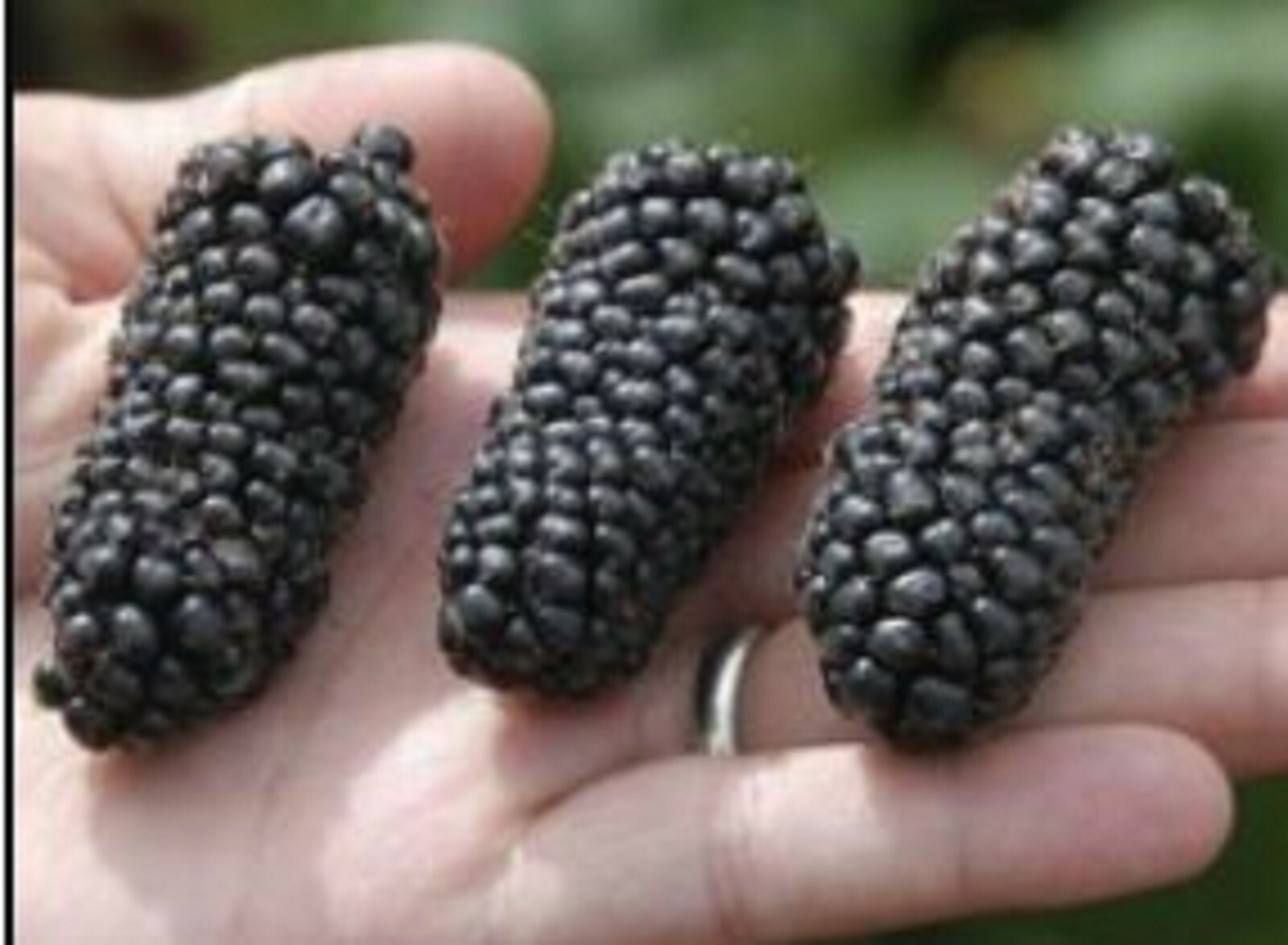RARE GIANT BLACKBERRY Fruit plant Tree 20 SEEDS- Combined Shipping ( USA seller)