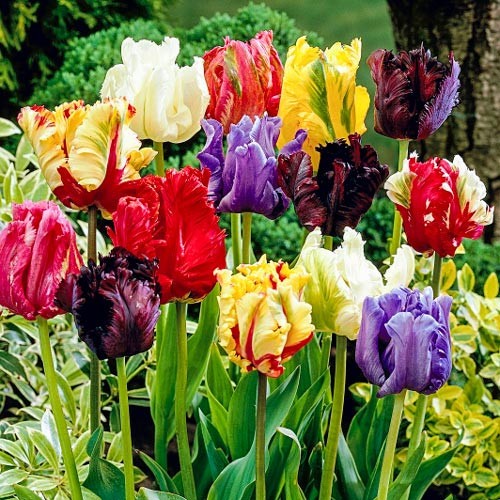Five Bulbs 12+ cm Tulipa Parrot Mix Tulip