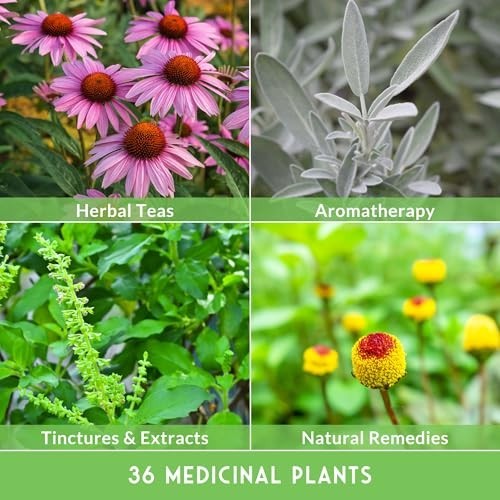 Heirloom Medicinal Herb Seeds Variety Pack – 36 Non-GMO Healing Herbs for Wellne