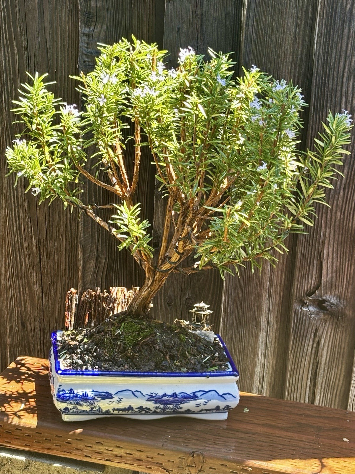 16 YEAR OLD XL ROSEMARY BONSAI IN 10” CERAMIC POT