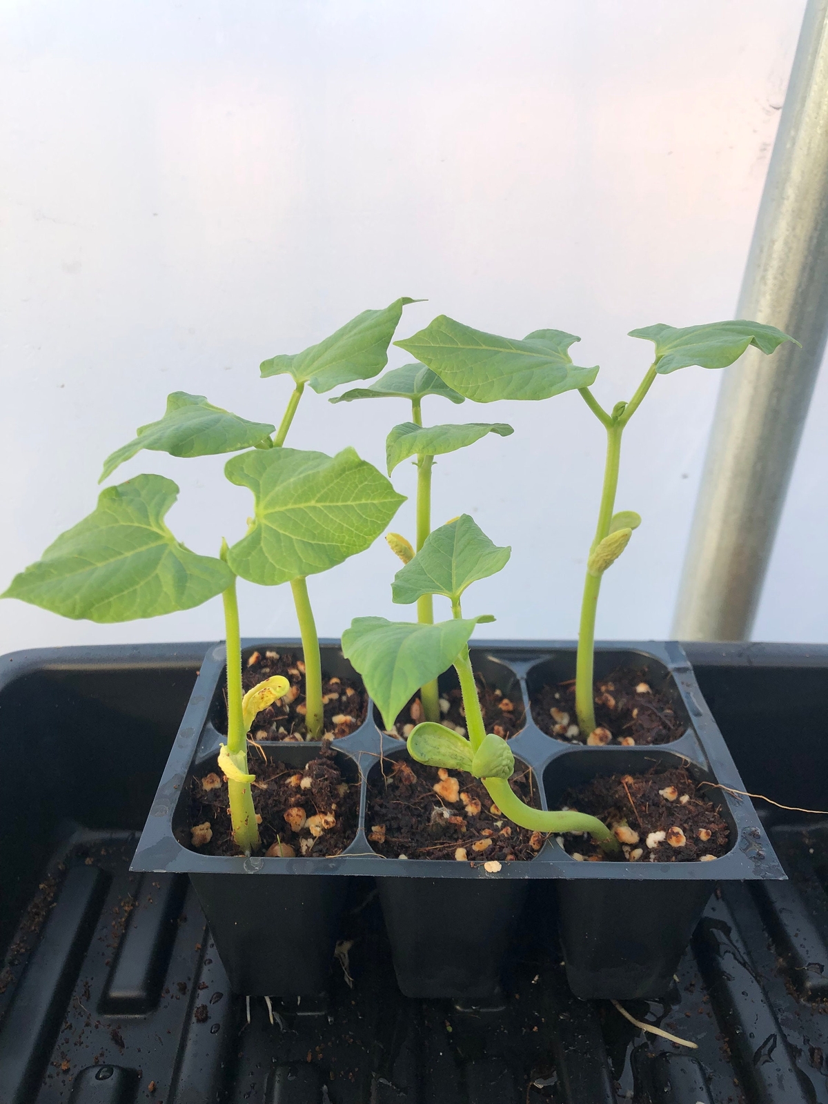 Bean Live Plants – Seedlings/Plugs- 3″- 5″ tall – 30-45 days old.
