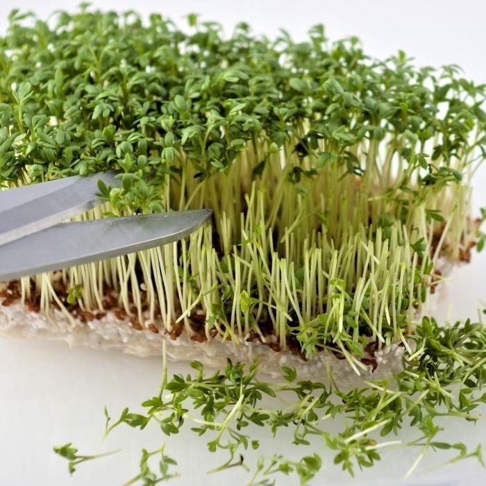 1001+CURLED CRESS Seeds Organic Indoor Container Sprouting Shade Garden Spring