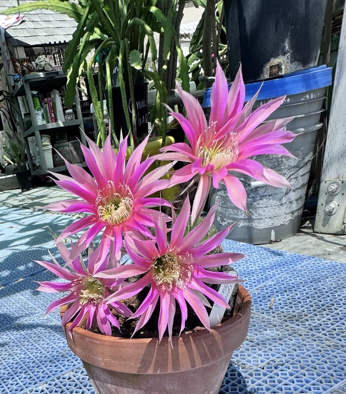 BOURNE SPIDER Echinopsis Hybrids Rooted Plants Cactus Succulent