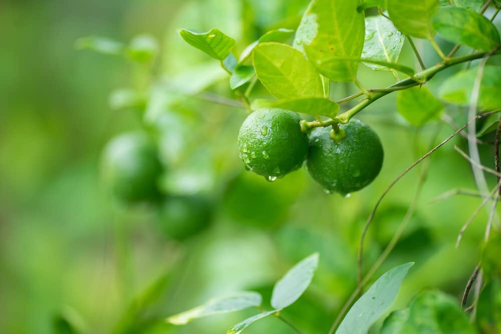 Lia’s Lime Tree Seeds – Fast Growing Key Lime Tree Seeds – 20+ Fresh Seeds