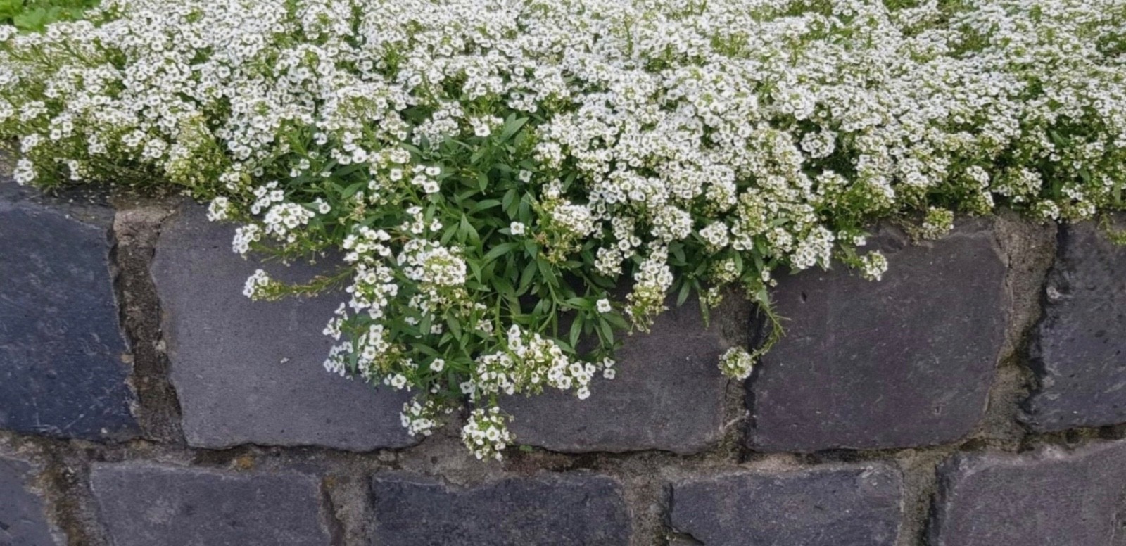 Fresh Sweet Alyssum Seeds, Carpet of Snow White Fragrant Ground Cover 🇺🇸 USA