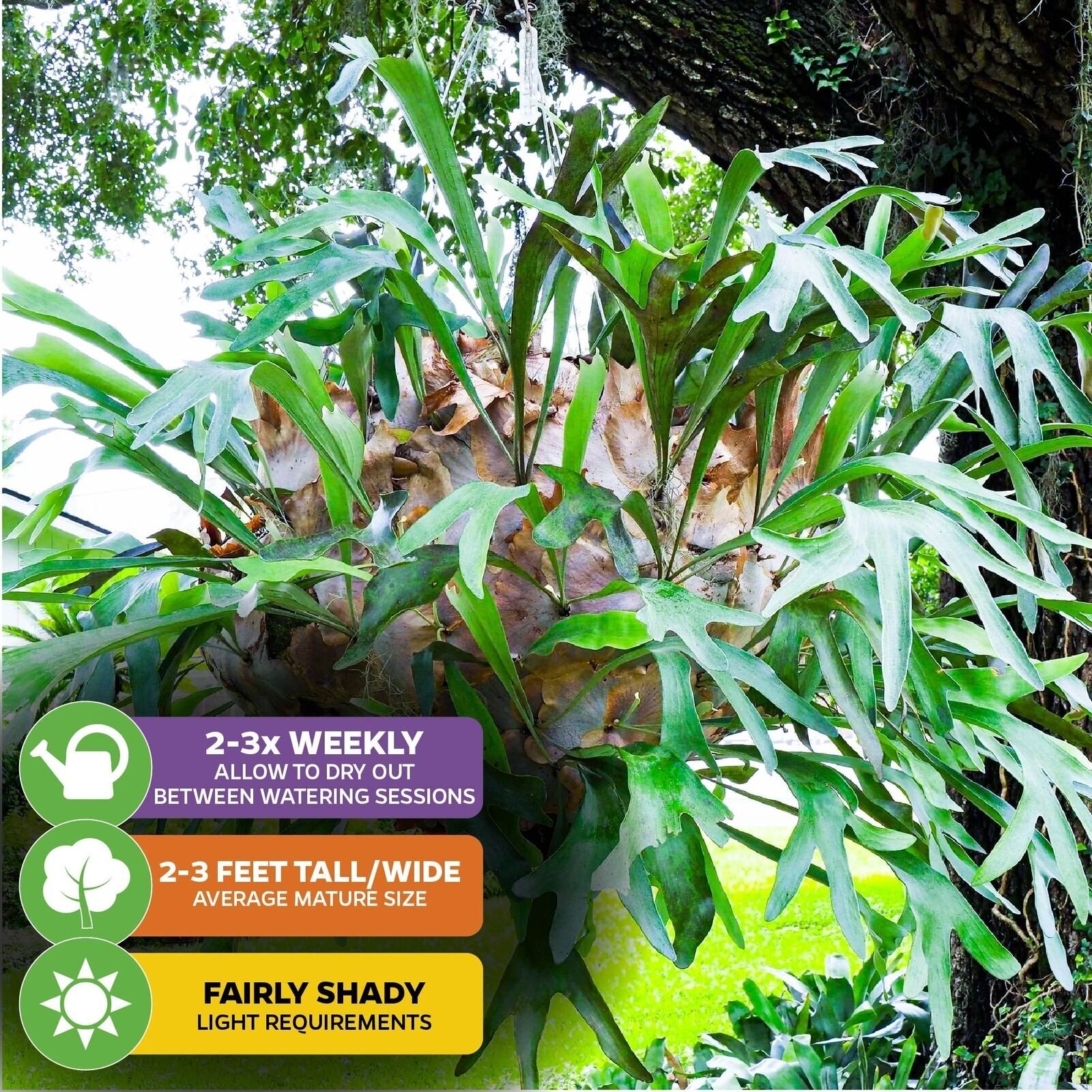 Staghorn Fern Netherlands Elkhorn – Playtcerium bifurcatum