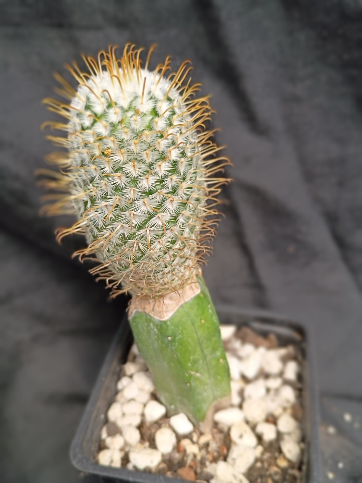 Mammillaria perezdelarosae GOLD SPINED clone Rare