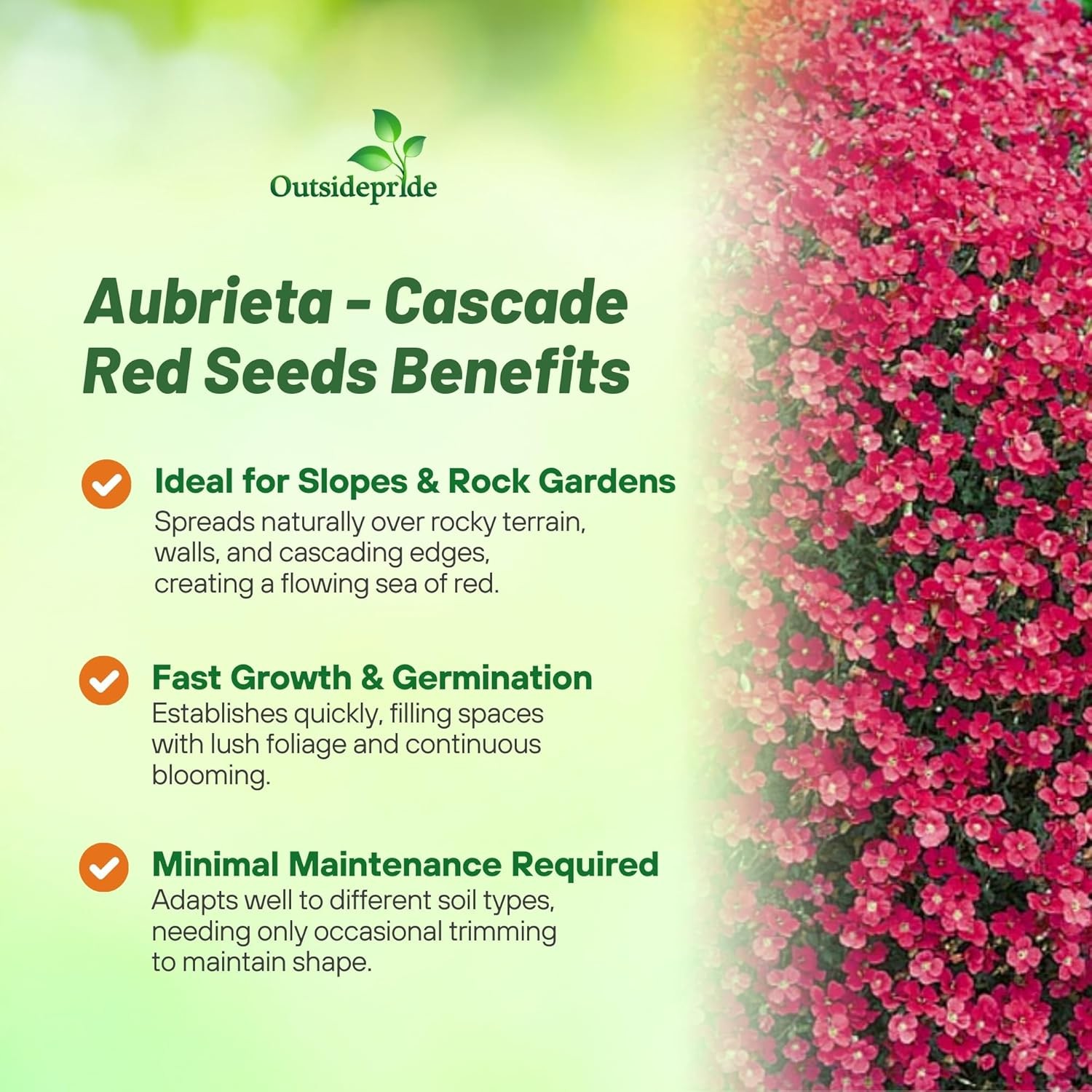 1000 Seeds Red Aubrieta Rock Cress Seed For Planting – Cascading Ground Cover