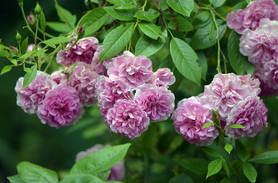 7 LIVE PLANT CUTTINGS HEIRLOOM SEVEN SISTERS PINK ROSE BUSH RUNNING BABY RAMBLER