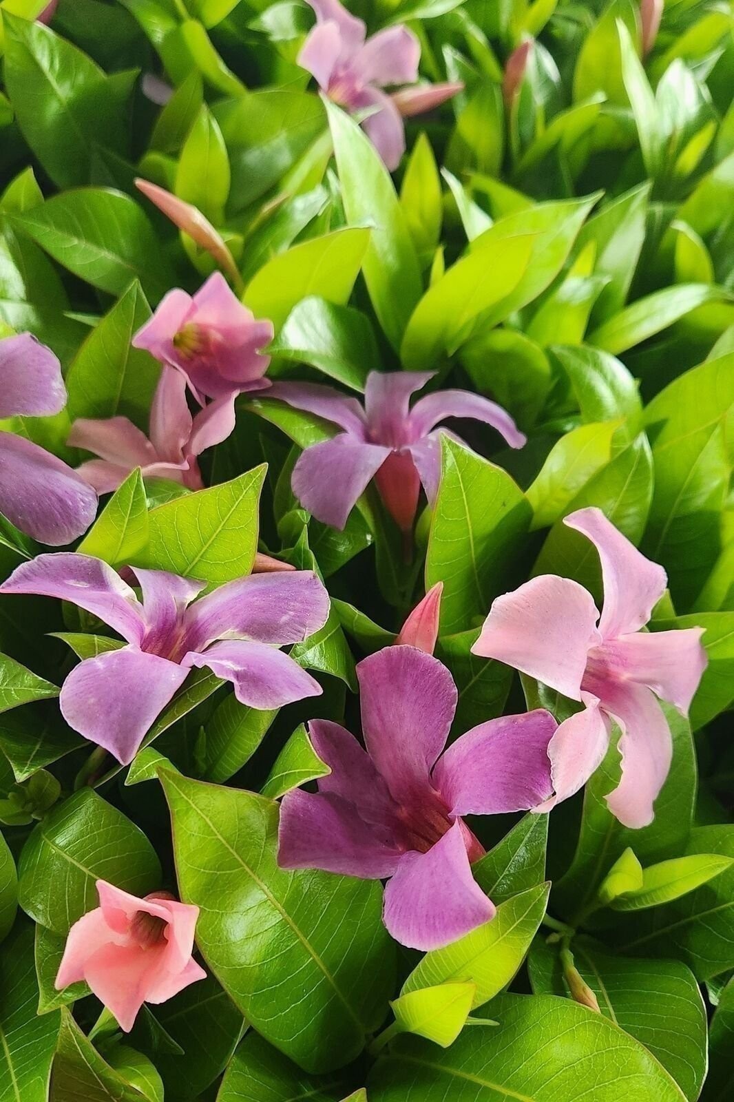 Mandevilla NEW! 2024 Bluephoria Blue Flowers Starter Plants, Lot of 2