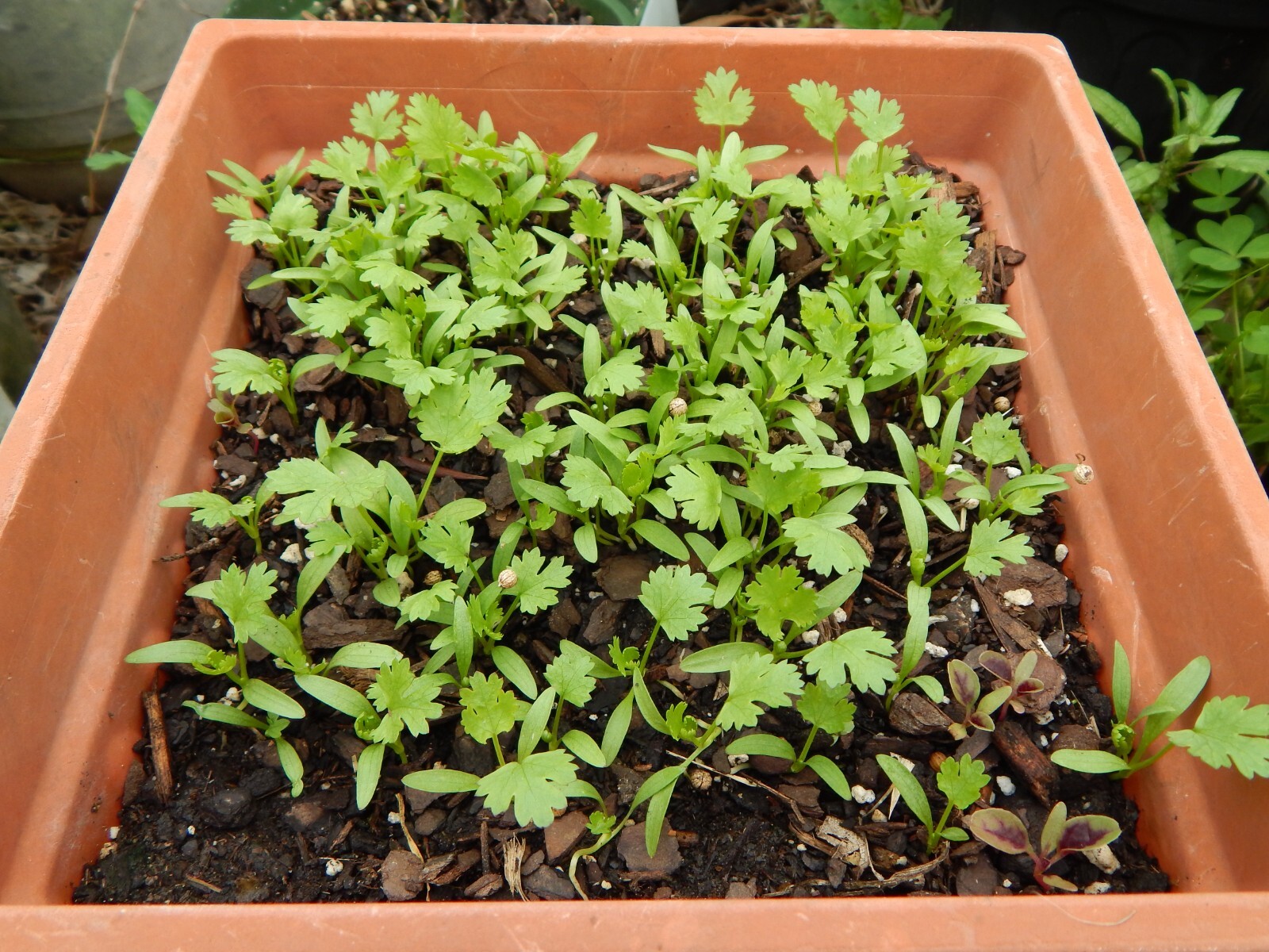 CILANTRO / CORIANDER HERB – 100 Fresh Seeds – FREE Shipping