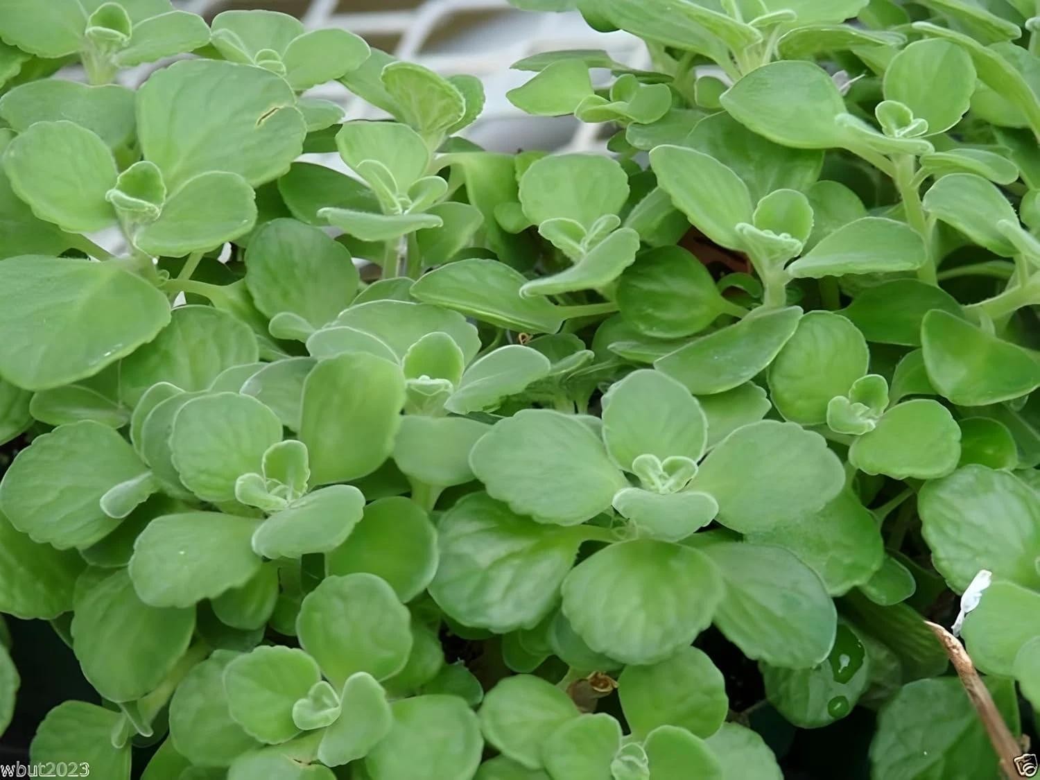 Broadleaf Thyme Seeds (cuban Oregano) – Aromatic, Succulent-like Herb for Culina