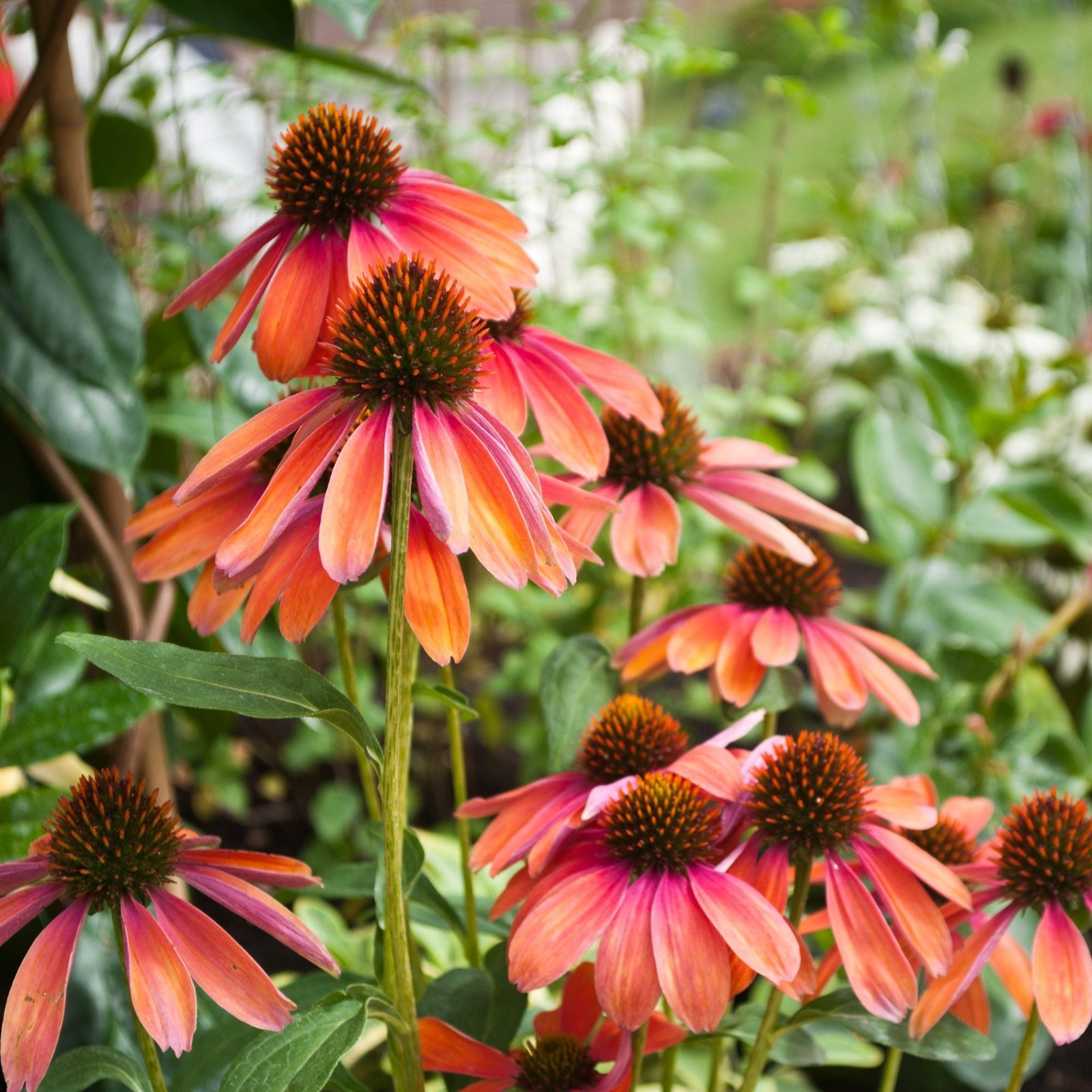 Echinacea Cheyenne Spirit 2 Potted Plants – Rooted in Quart Pots, Easy to Grow