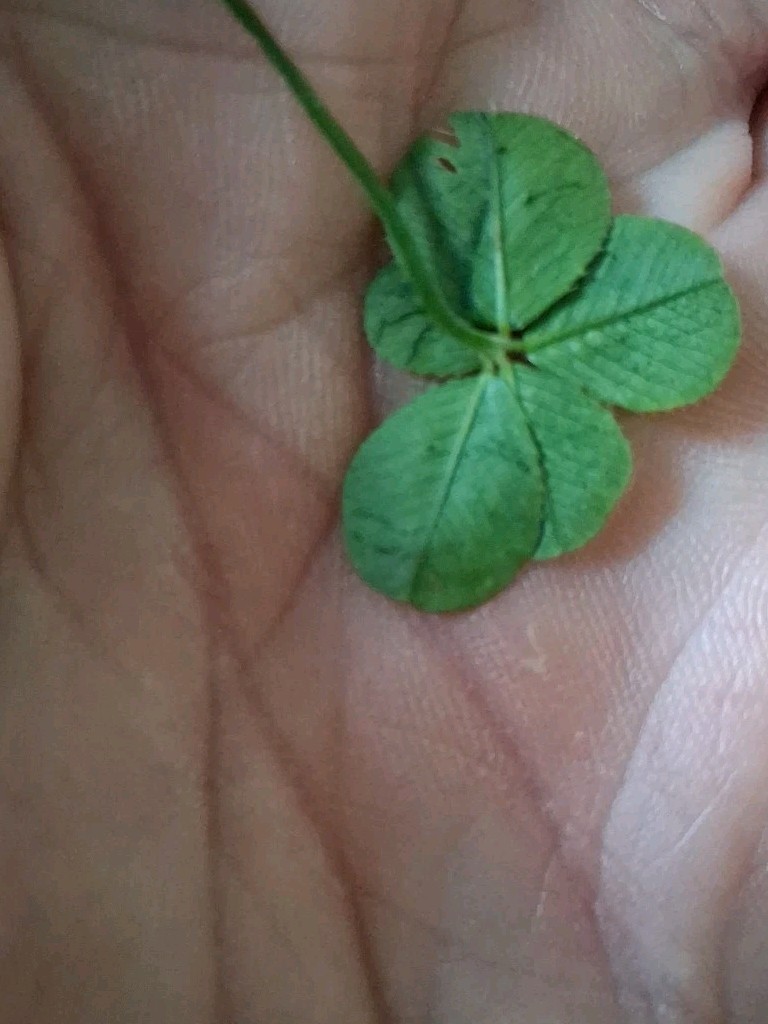 🍀RARE REAL 5 Leaf Clover 🍀 Picked 6-30-2026 10:15 AM Newark,Ohio Road Trip.