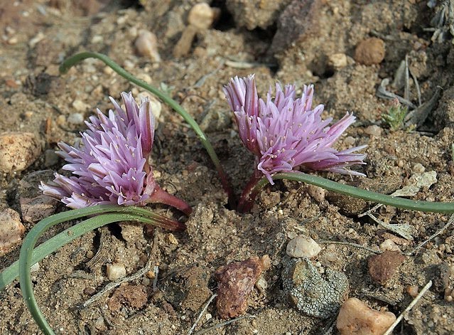 Allium parvum | Small Onion | 10 Seeds
