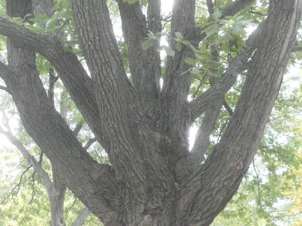 ACORNS FRESH WHITE (English) OAK TREE. Brown, 20 count- no caps 2025