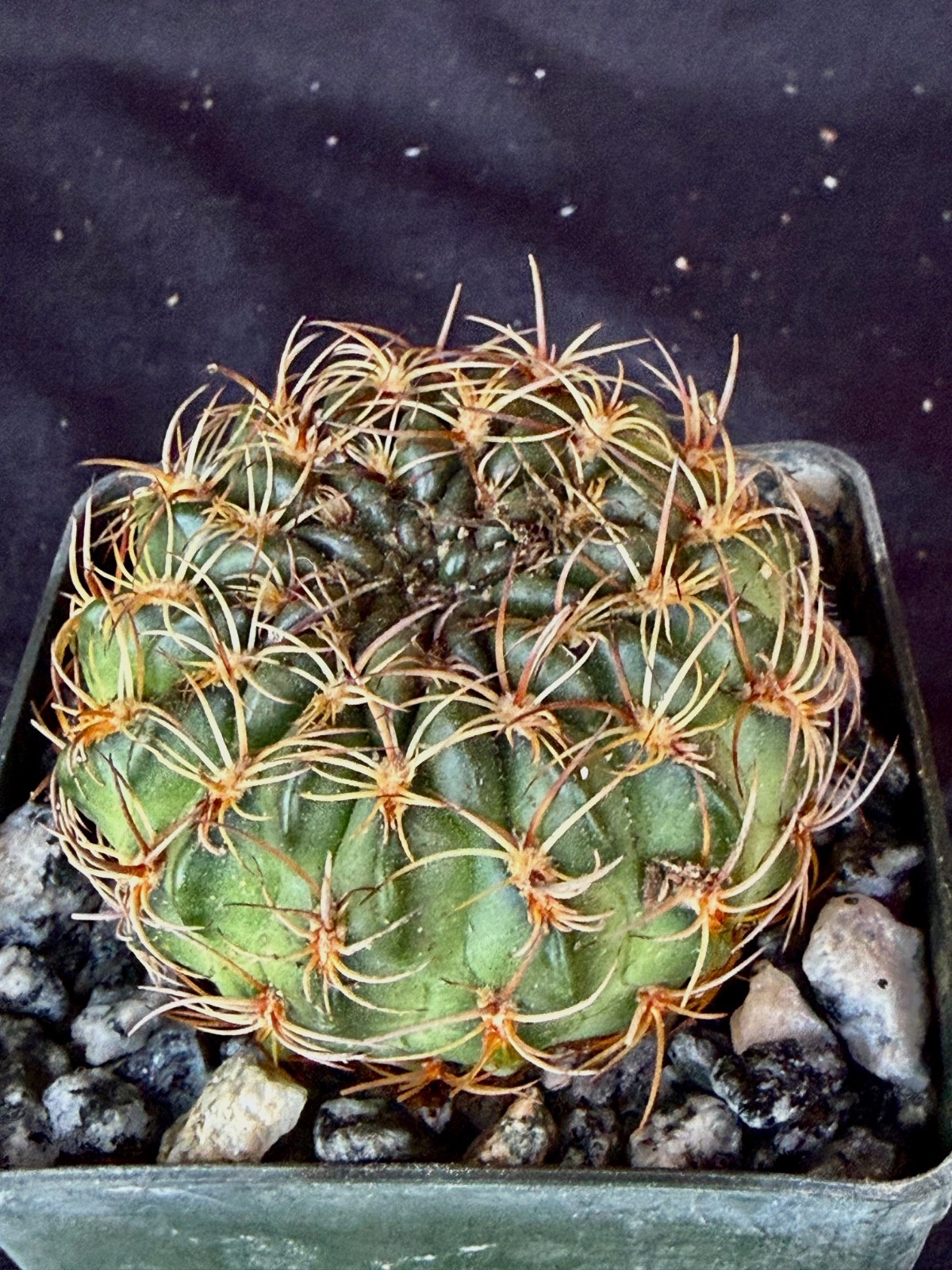 Lobivia draxleriana, cactus plant
