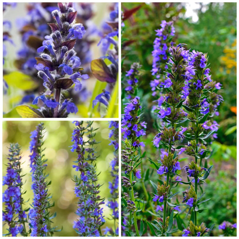Hyssop Herb Seeds For Planting (Hyssopus officinalis)