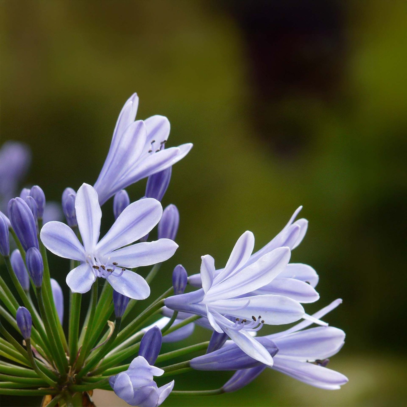 Frederick Street Park Agapanthus in 2.5” Nursery Cubes, Live Flowering Plants