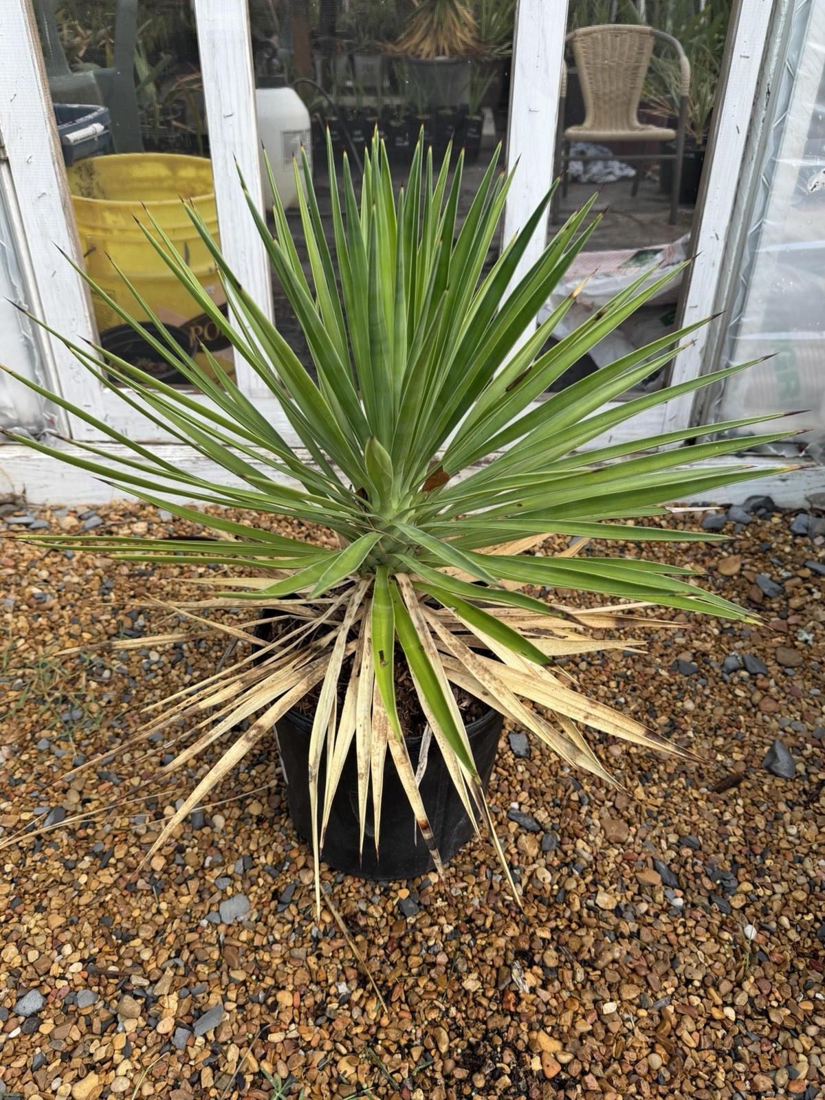 Yucca aloifolia – 3 Gallon – Trunking Cold Hardy Yucca – Big Size!!