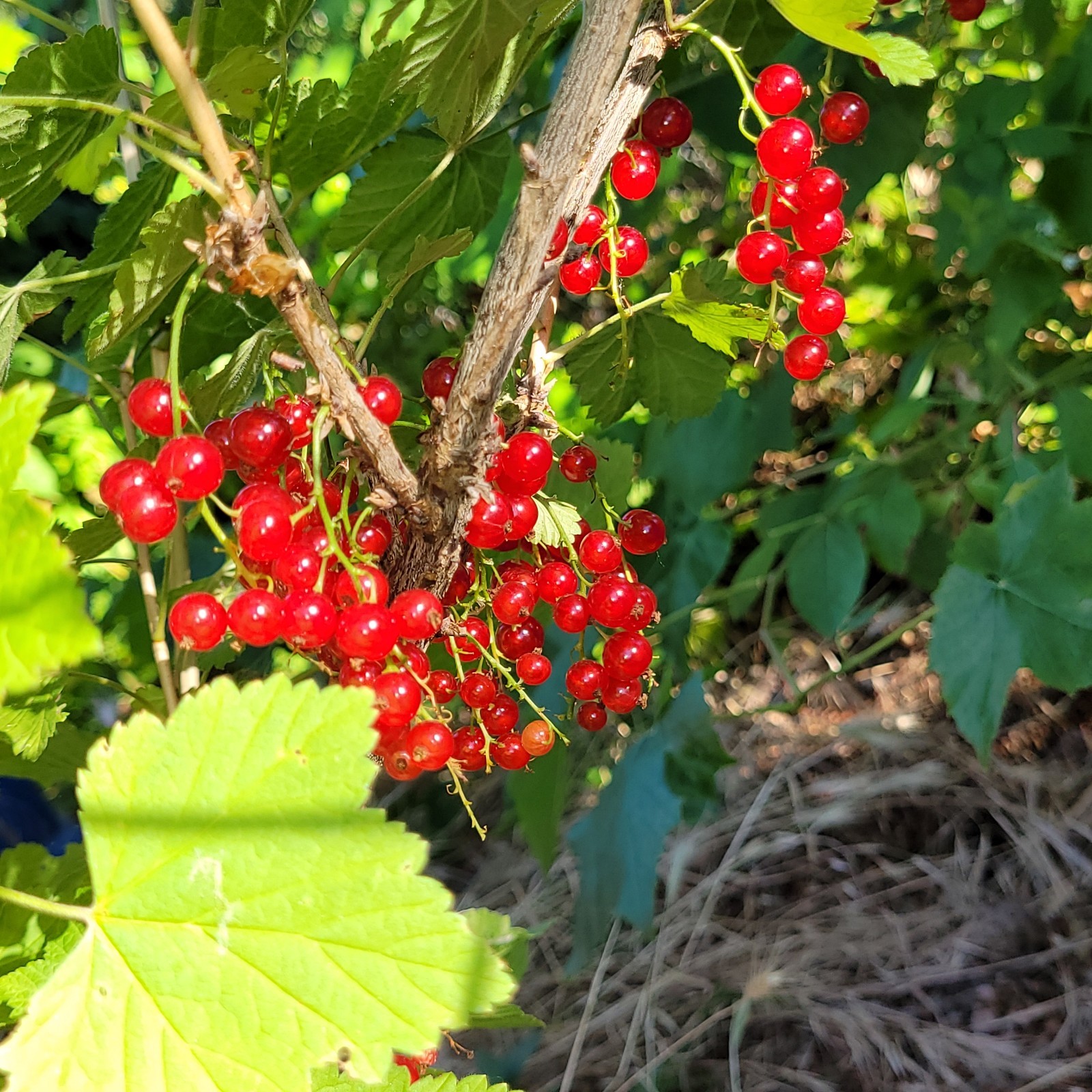 6 Red Currant Fresh Cuttings Unrooted 6″-9″ USDA Zones 3-8 Cold Hardy