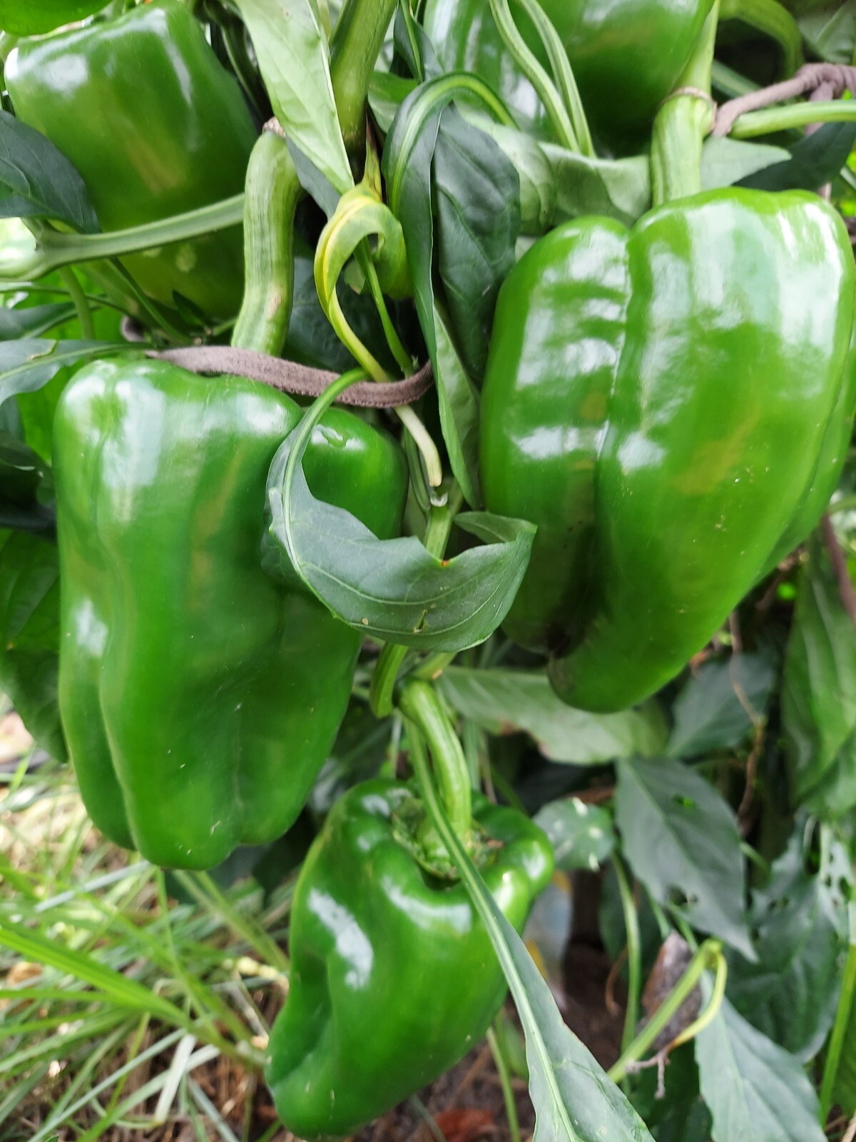25 Sweet BIG BERTHA Bell Pepper Seeds no-gmo  Heirloom Organic RARE