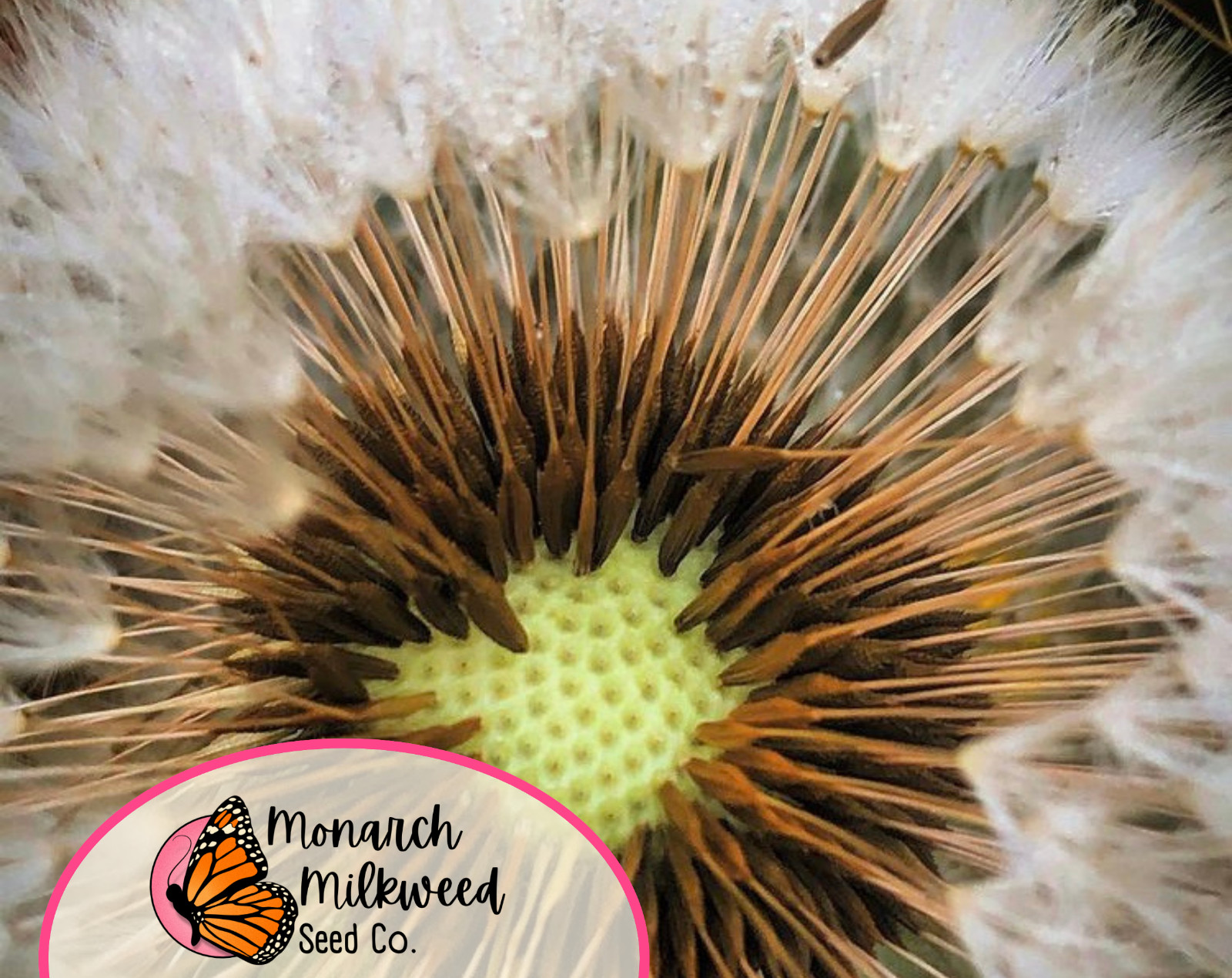1600+ True Wild Native Dandelion Seeds | Non-GMO, Heirloom Flower Gardening USA