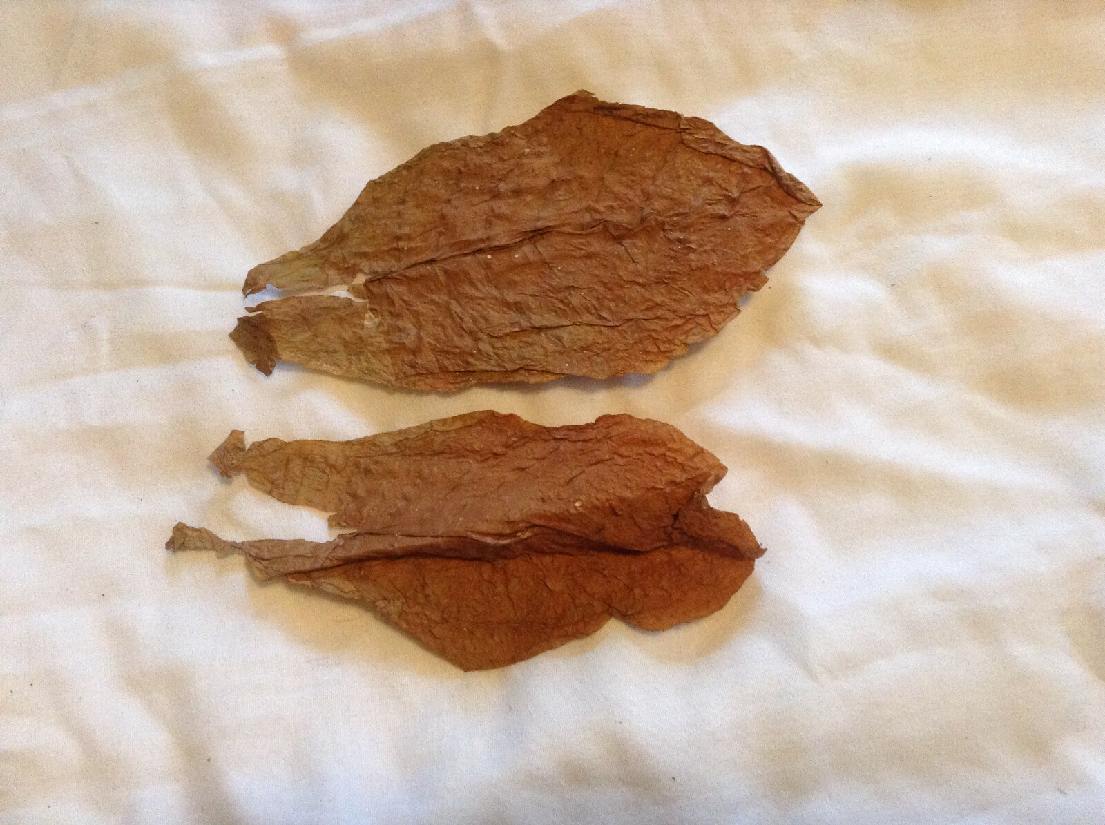 Florida Sumatra Tobacco Seeds (1000+ per packet)