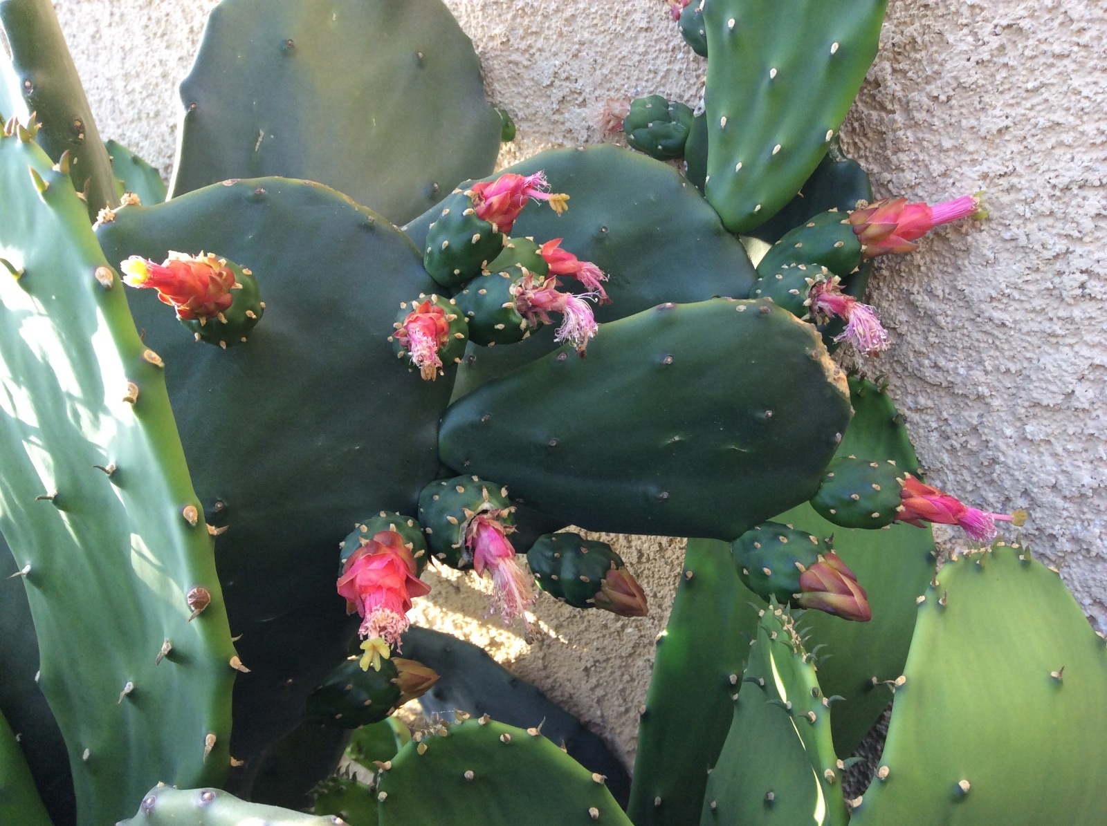 Spineless thornless edible Nopales Prickly pear cactus, lot of 3 pads, 5″ long