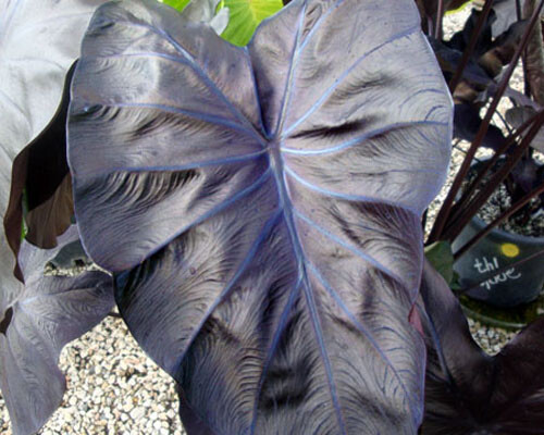 Black Coral Colocasia / Elephant Ear, Large 1 Gallon Size