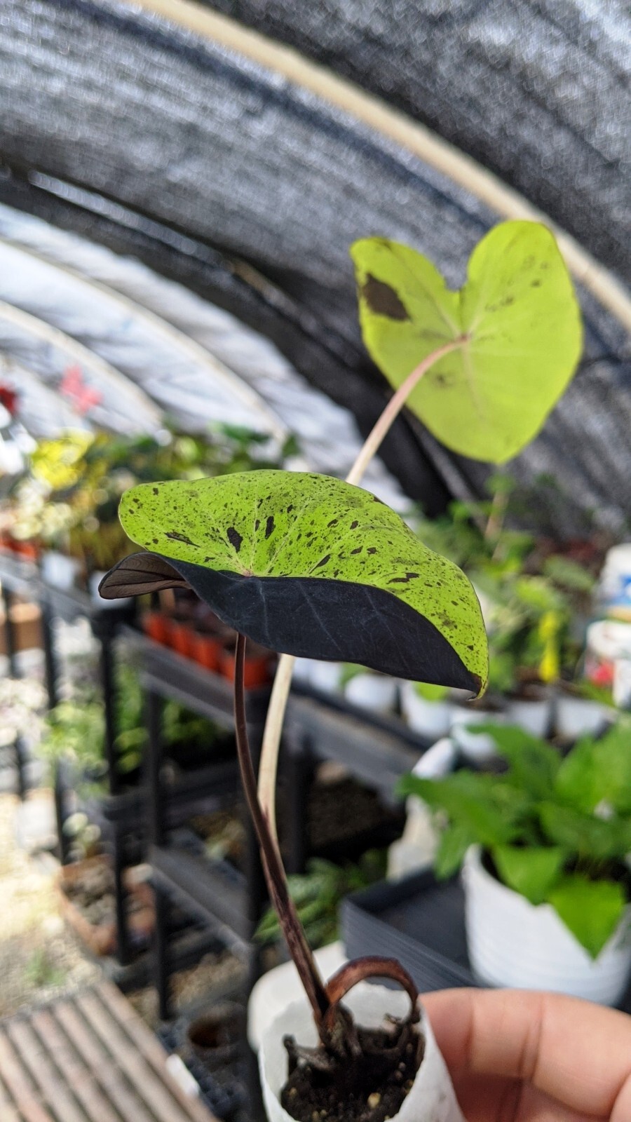 Rare Colocasia Mojito Elephant, Ear esculenta – Starter Live Plant
