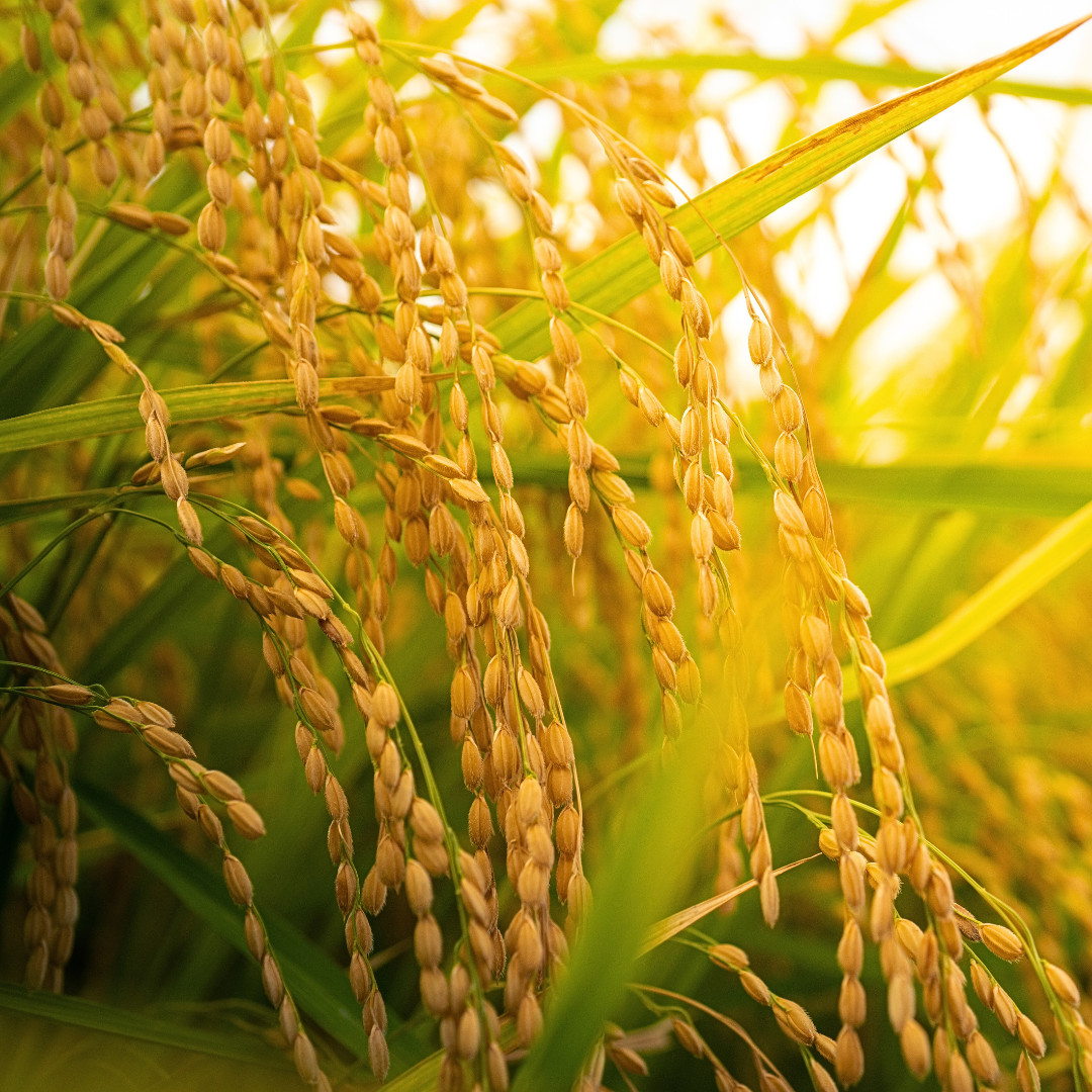 Fresh Yukihikari Rice Plant Seeds | Brown Rice | Heirloom Non-GMO | Grain Seeds