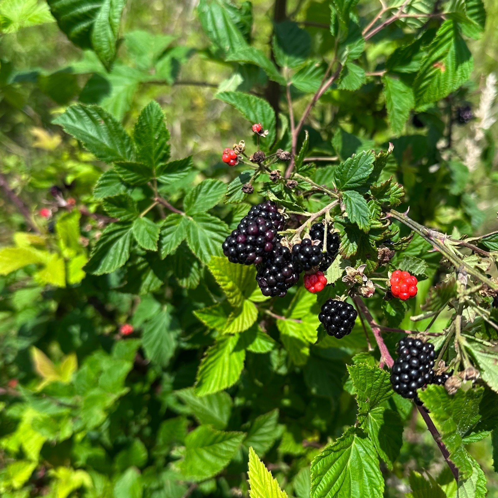 Rubus argutus – Sawtooth Blackberry – 30+ Seeds – Clay County, NC Ecotype