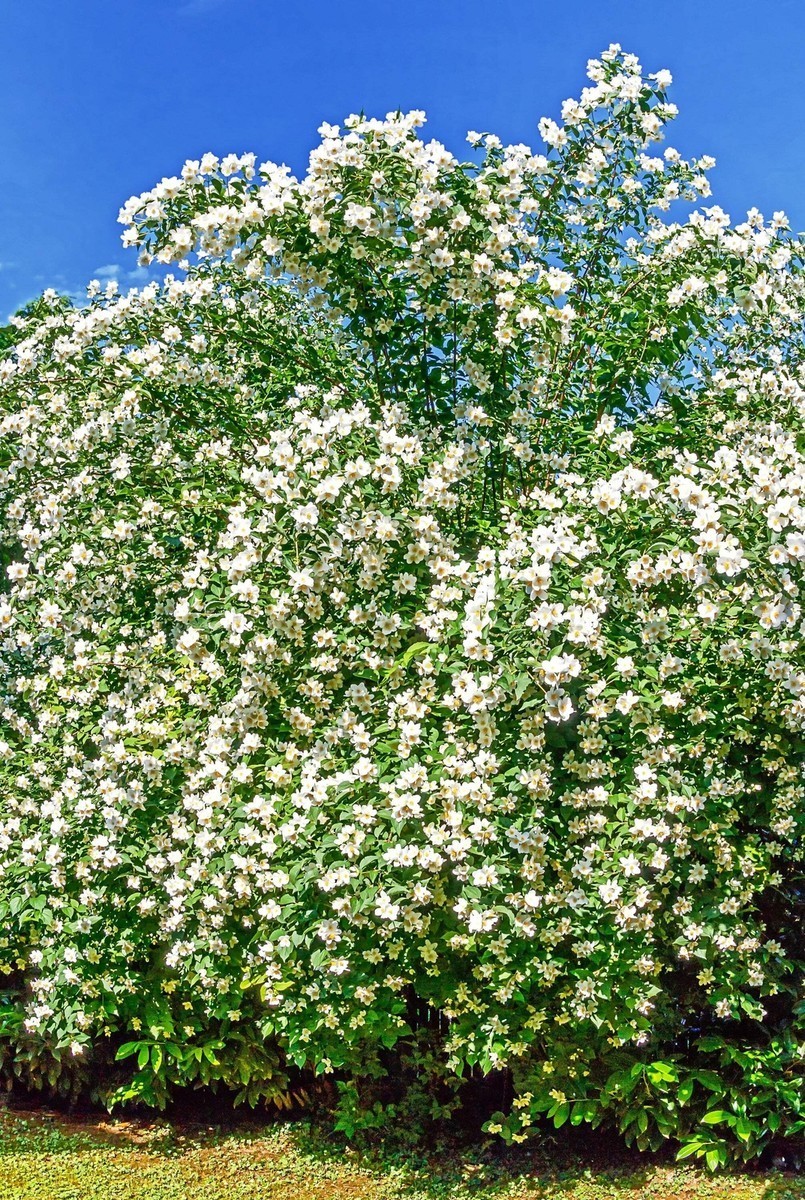 1 Sweet Mock Orange Starter Plant 12-24″ Philadelphus coronarius Bare Root