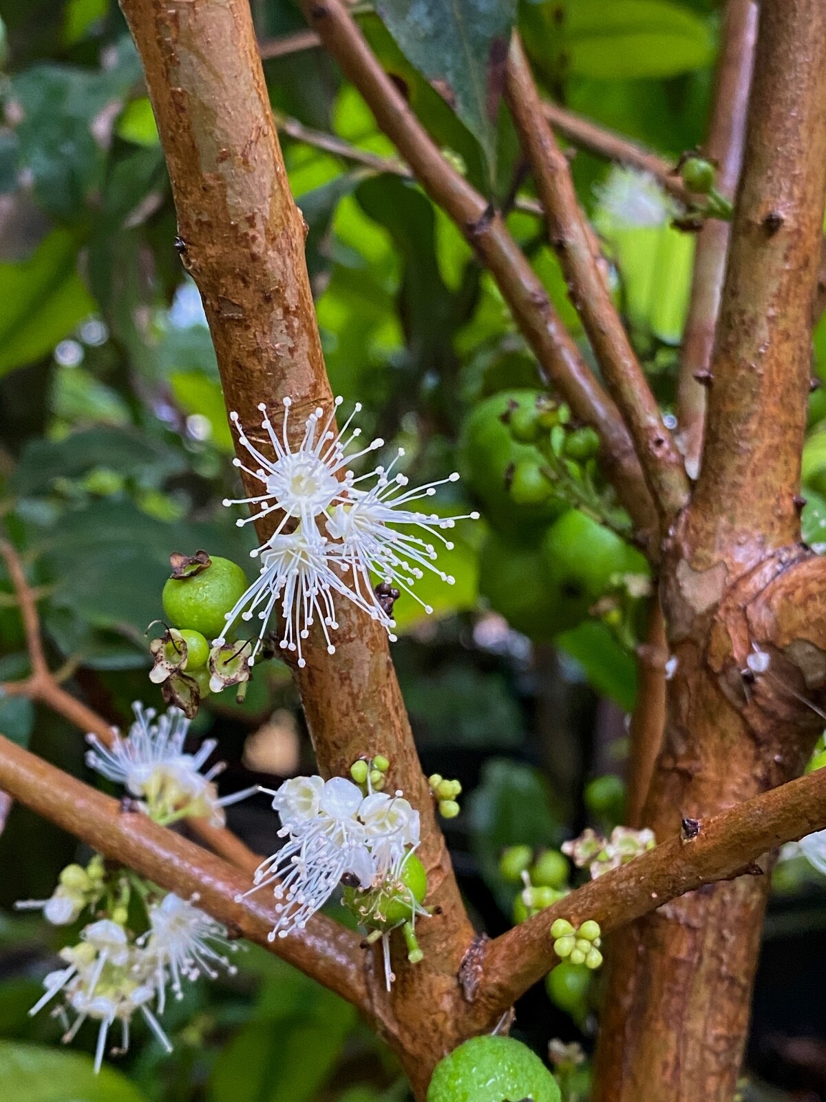 Jaboticaba Plinia Phitrantha var. ESALQ Fruit Tree tropical Plant VERY RARE!
