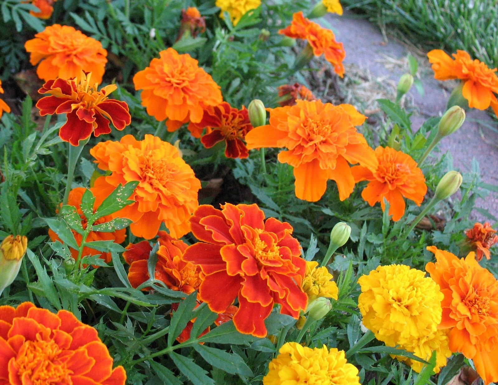 300+ FRENCH SPARKY Dwarf Marigold Mix~Orange, Yellow, Red Non-GMO Heirloom Seeds