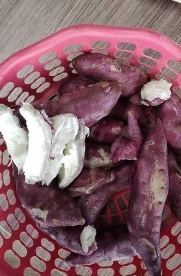10 Red Skin White Slips Vietnam Sweet Potato-Cuttings-Khoai Lang Đỏ-Have Roots