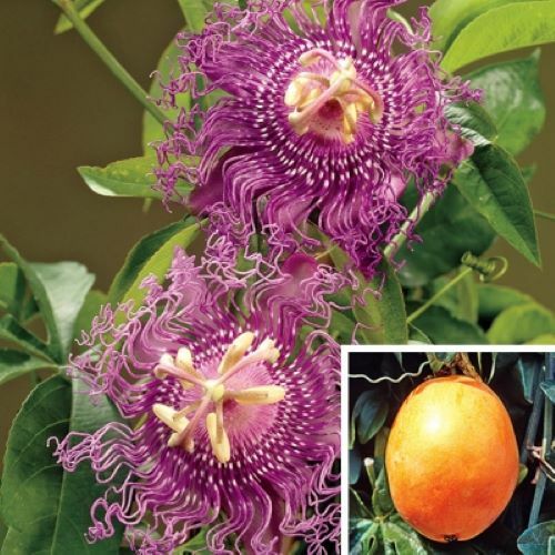 ~~MAYPOP PASSIFLORA~~Starter Plant~~Passiflora Incarnata~~BUTTERFLY HEAVEN!