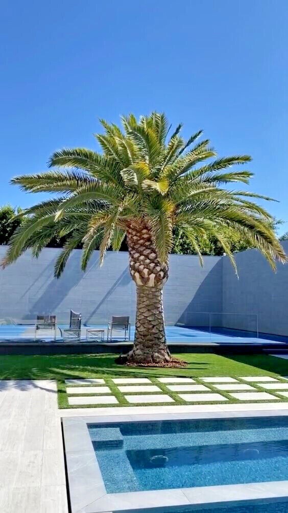 10 CANARY ISLAND DATE PALM Tree Seeds (Phoenix Canariensis) Hardy Fruit Plant