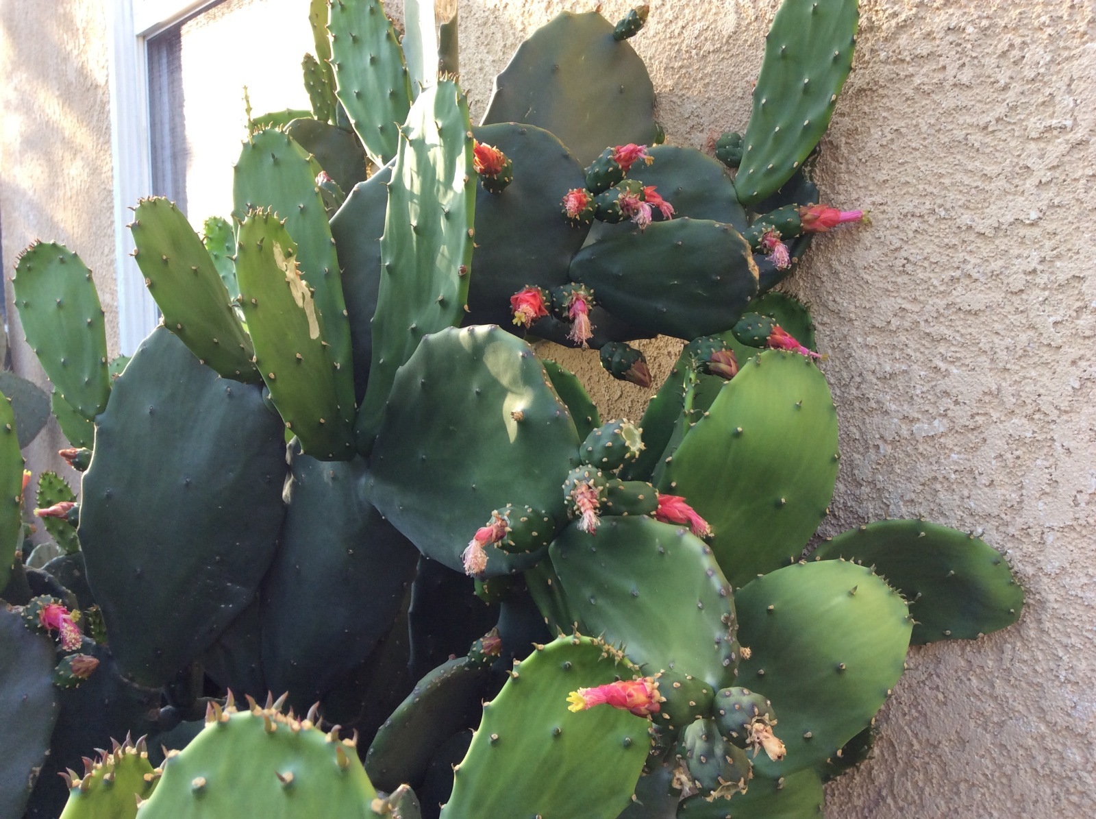 Spineless thornless edible Nopales Prickly pear cactus, lot of 3 pads, 5″ long