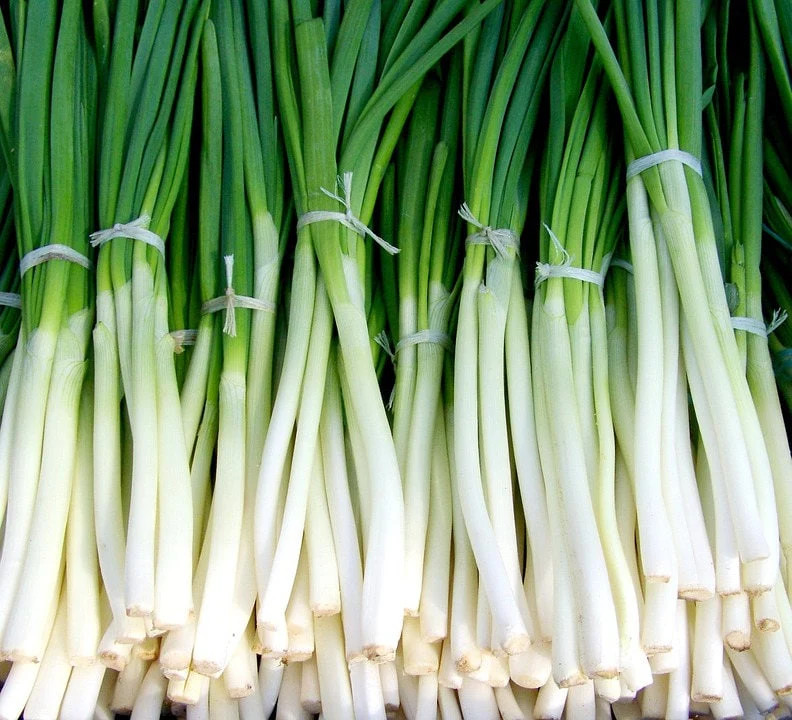 Onion Seeds – Bunching – Evergreen White Nebuka – Organic Seeds – Non GMO