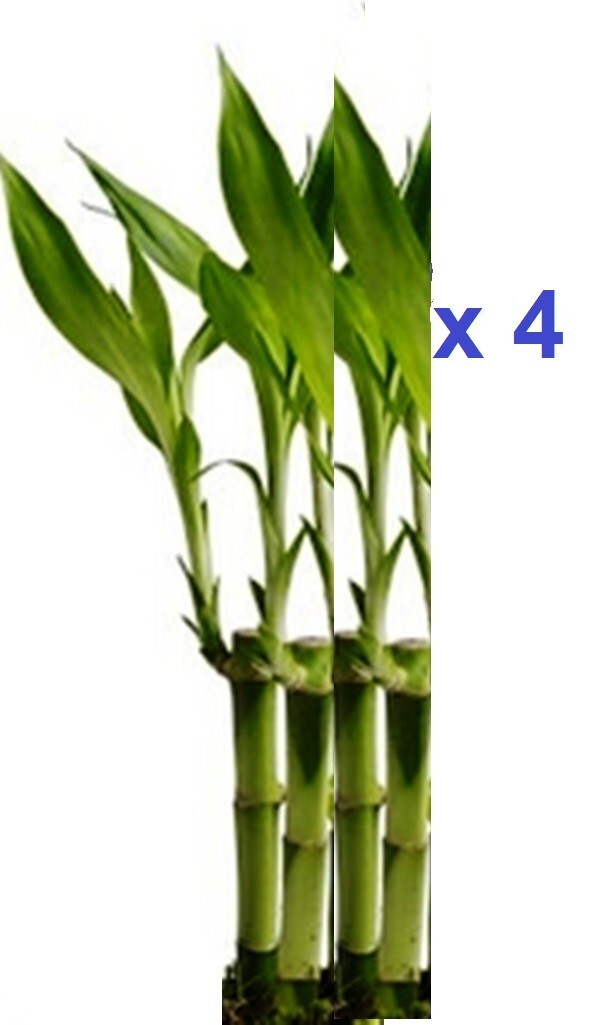 4 Live Lucky Bamboo Indoor 4″ Feng Shui Bamboo Plant Free Shipping