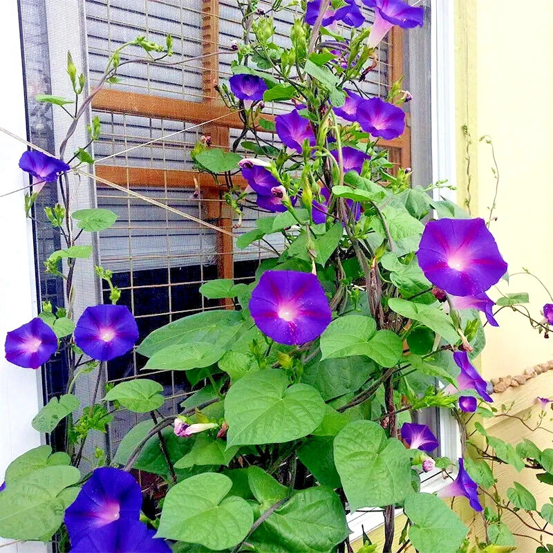 25+ PURPLE MORNING GLORY FLOWER VINE SEEDS “Grandpa Ott” HEIRLOOM~FREE SHIPPING