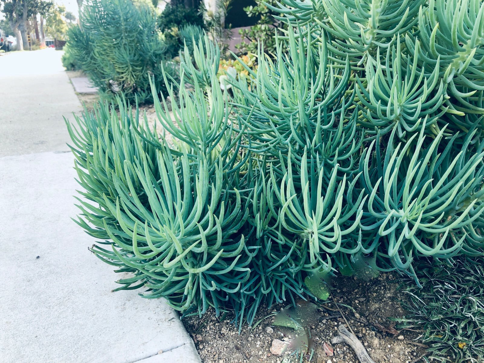 Blue Serpents Chalk Fingers Senecio Vitalis Succulent Plant Huge 6″ Cutting