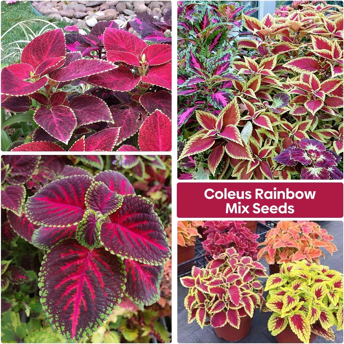 Coleus Seeds Colorful Rainbow Mix, High Germination Foliage for Patio & Borders